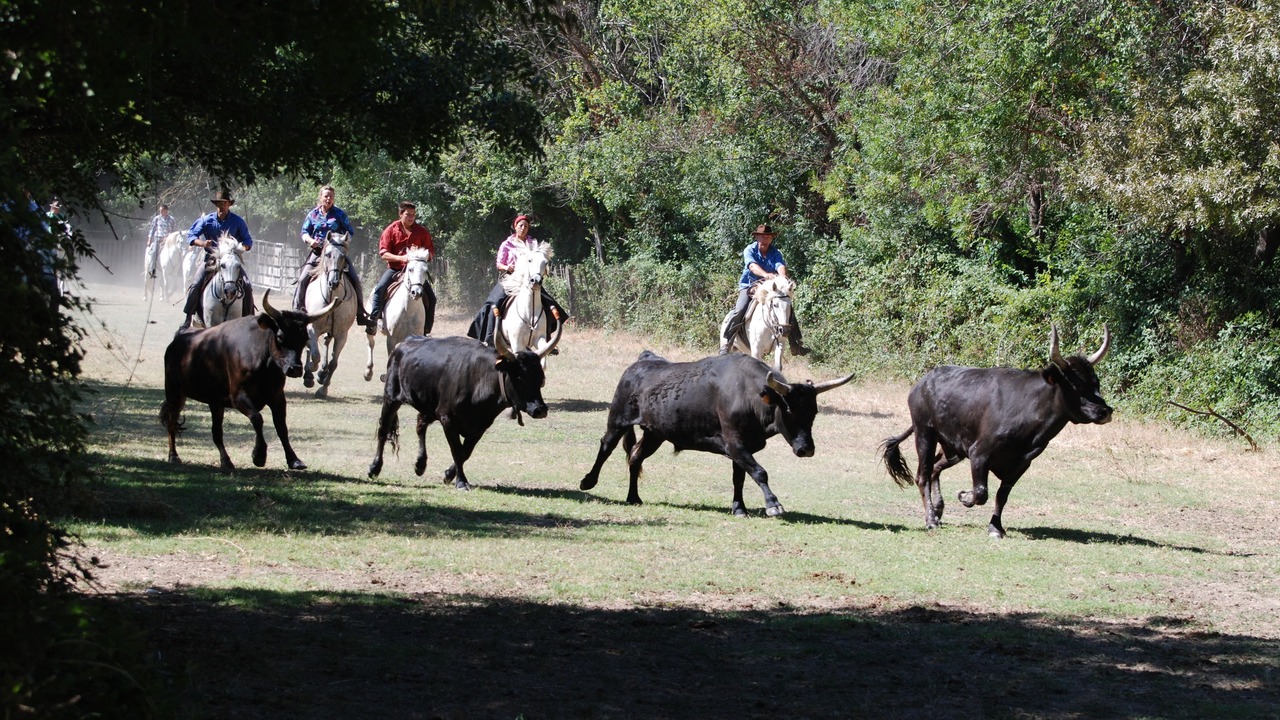 Photo of Outdoor in Le Cailar