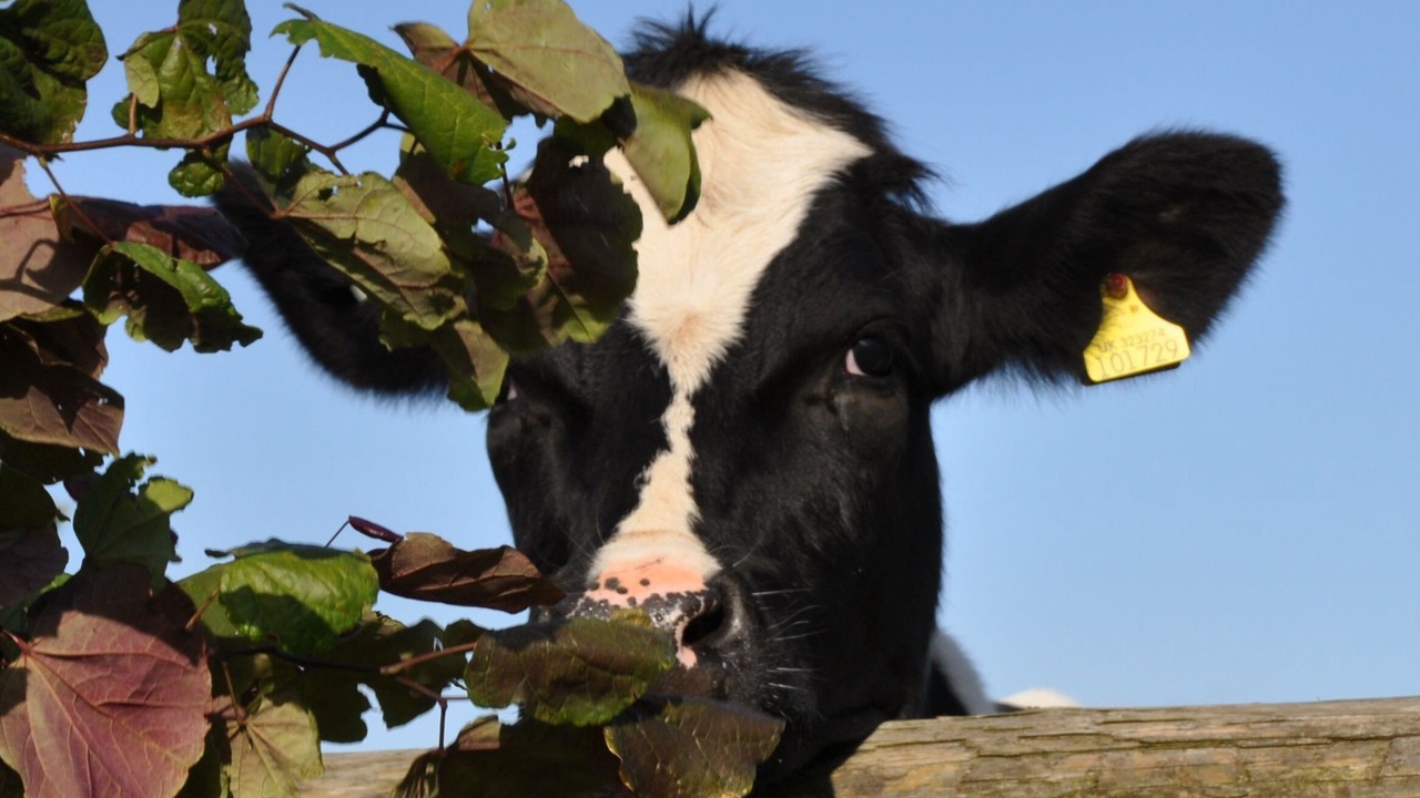 Photo of Others in Hook