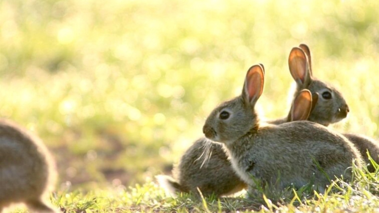 Photo of Others in Hook