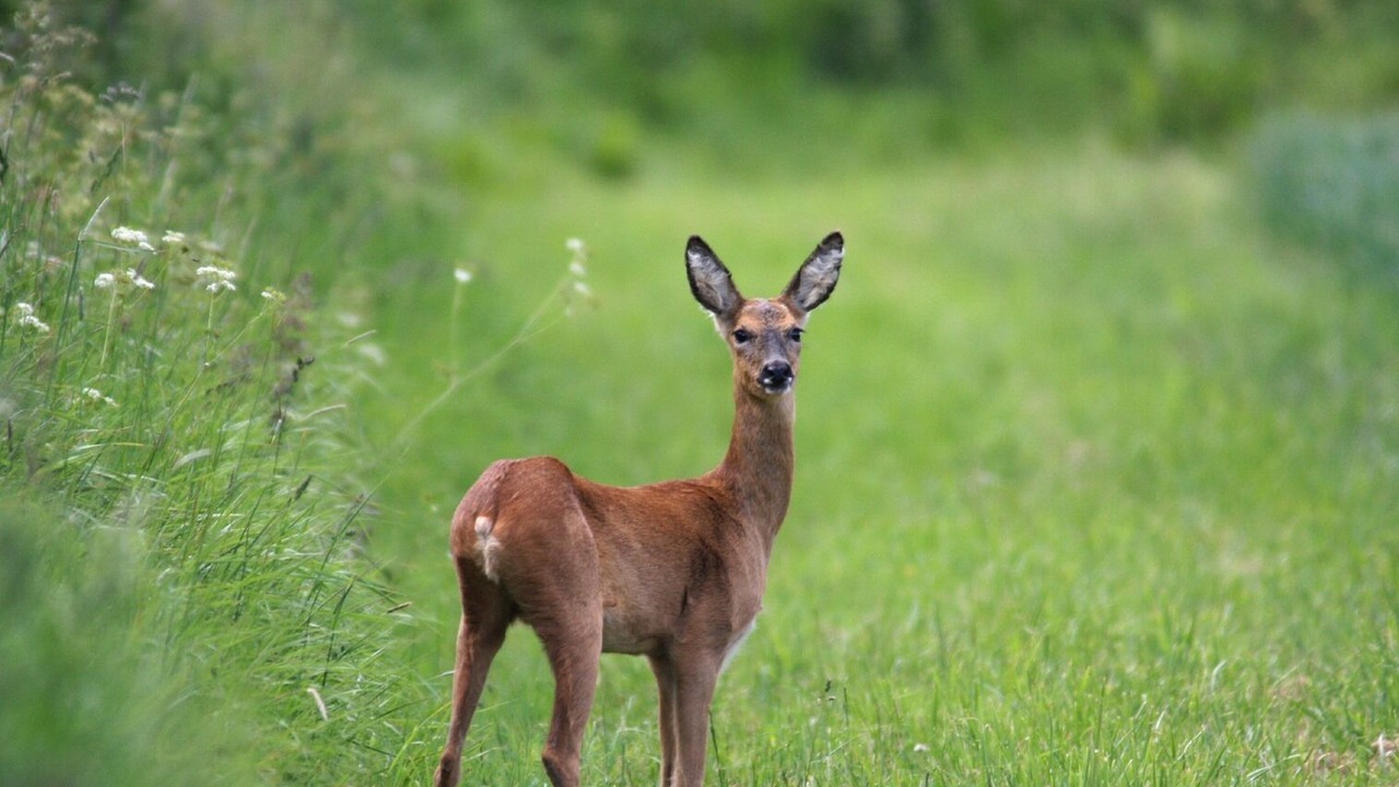 Photo of Others in Hook