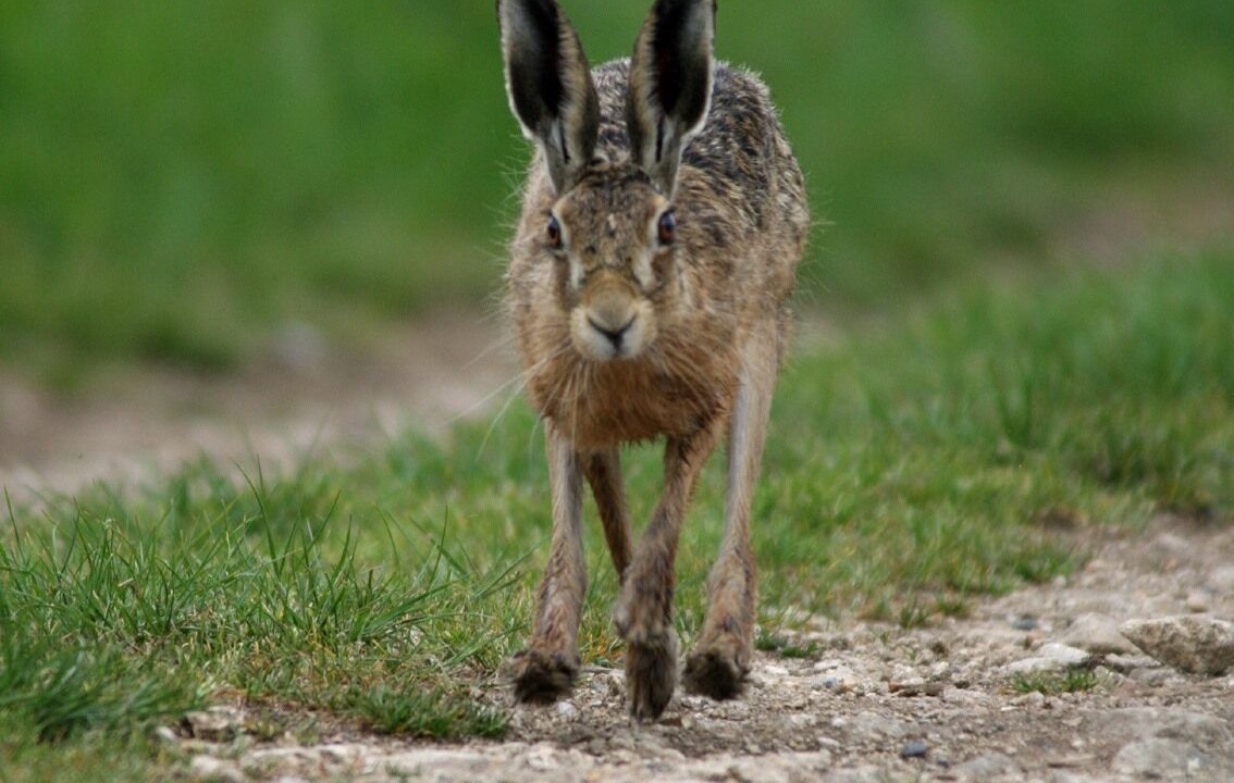 Photo of Others in Hook