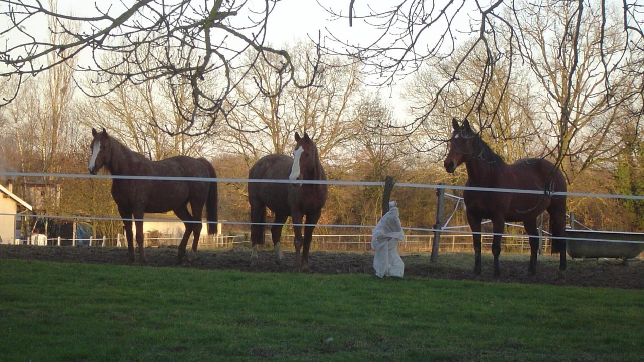 Photo of Outdoor in Saint-Trivier-sur-Moignans