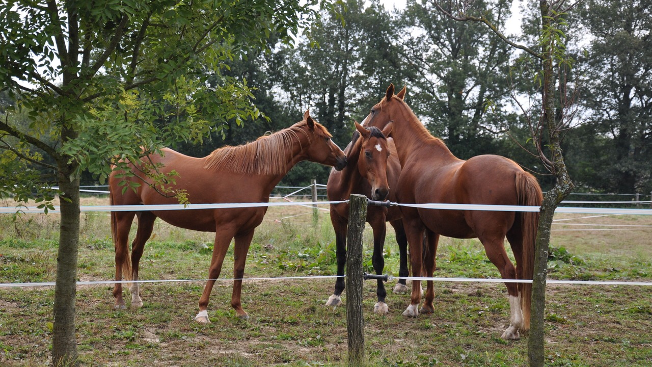 Photo of Outdoor in Saint-Trivier-sur-Moignans
