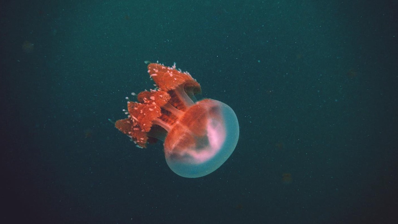 Photo of Others in Maratua Island