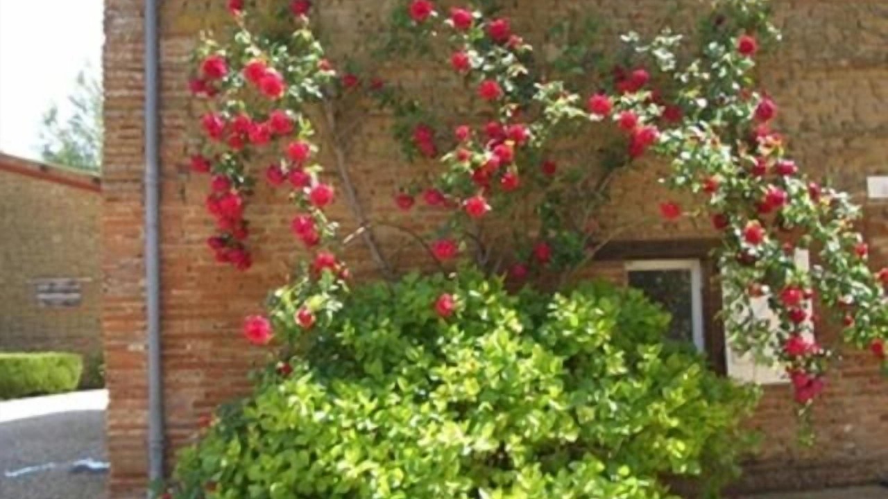 Photo of Outdoor in Lafrancaise