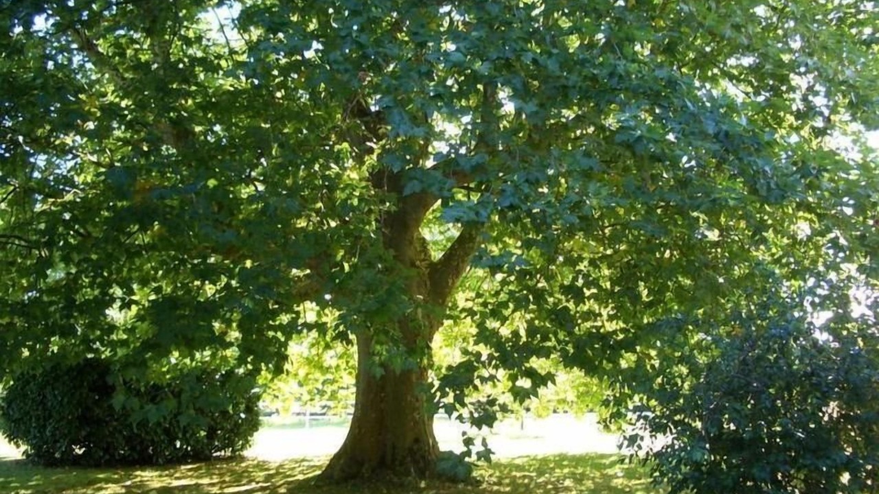 Photo of Outdoor in Lafrancaise