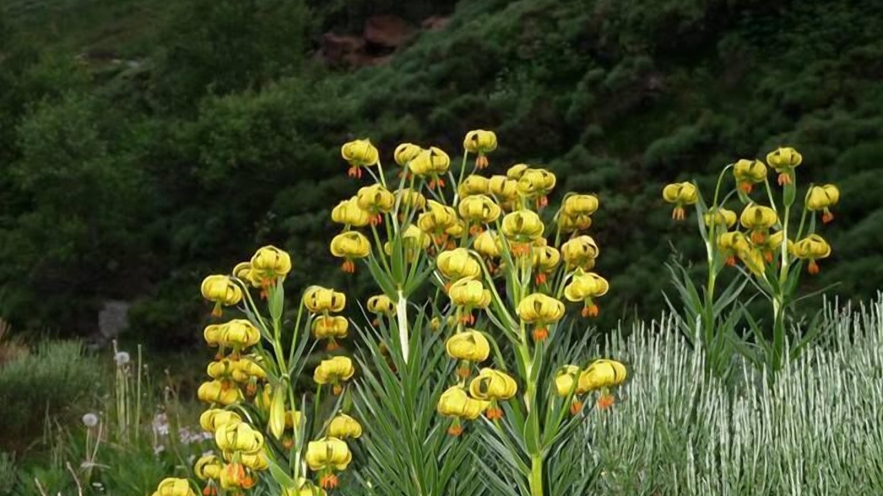 Photo of Others in Montferrier