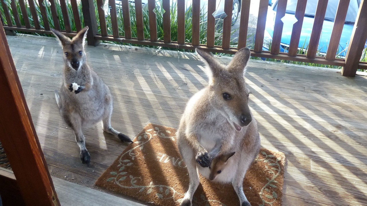 Photo of Patio Balcony in Bandon Grove