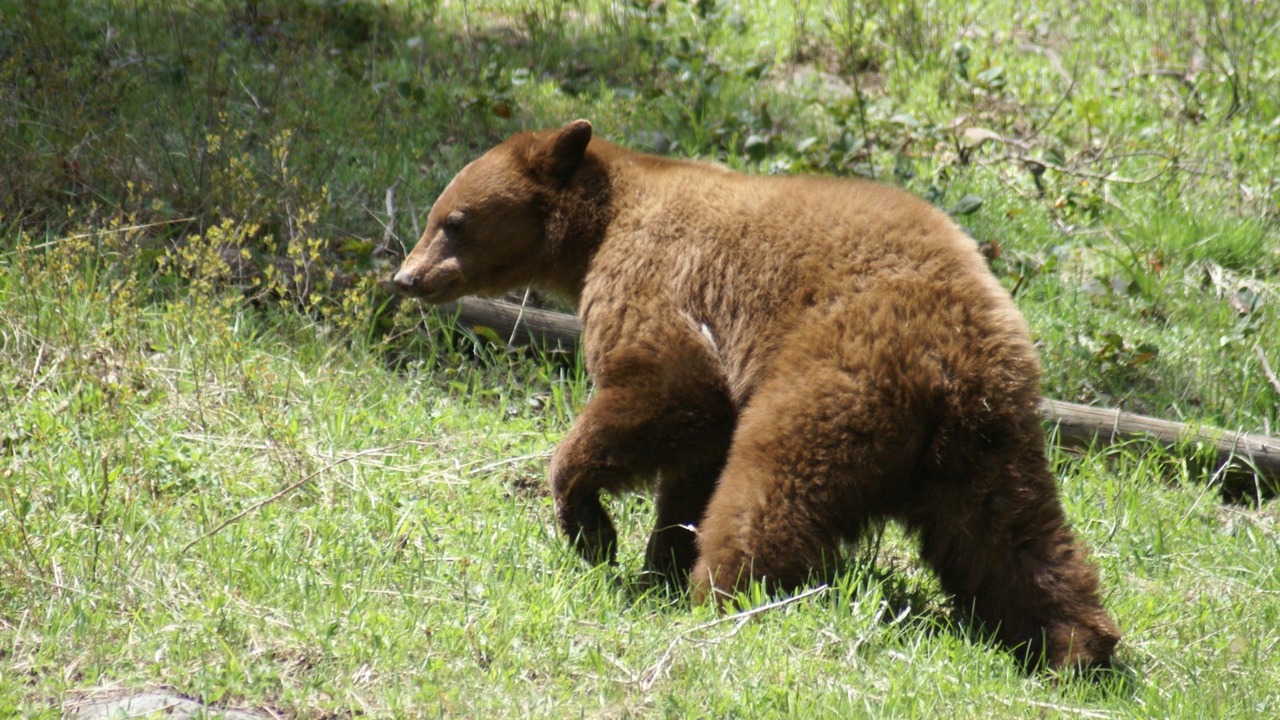 Photo of Outdoor in Red Lodge