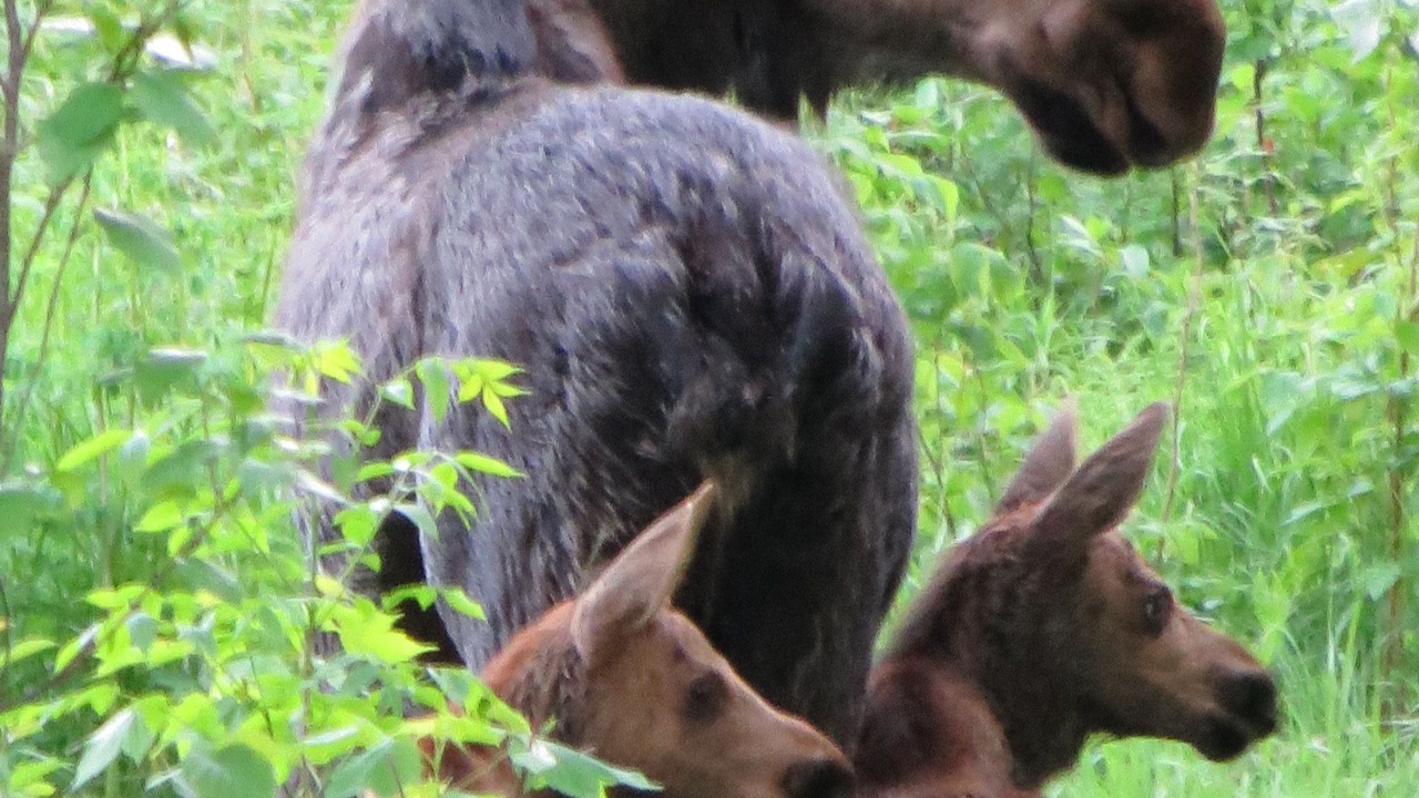 Photo of Others in Grand Marais