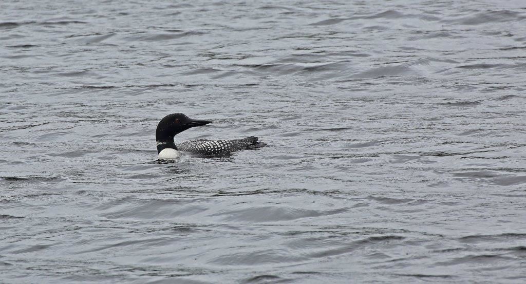 Photo of Others in Grand Marais