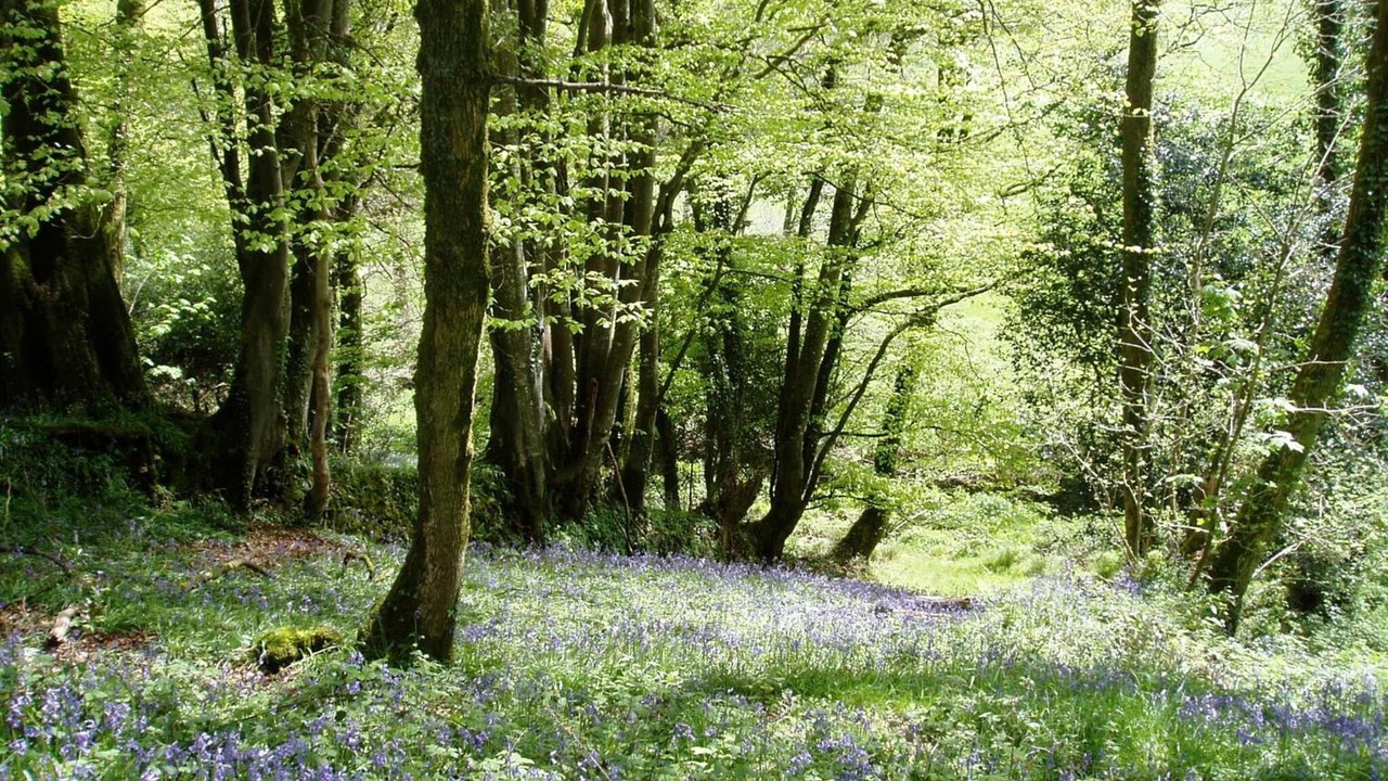 Photo of Outdoor in Liskeard