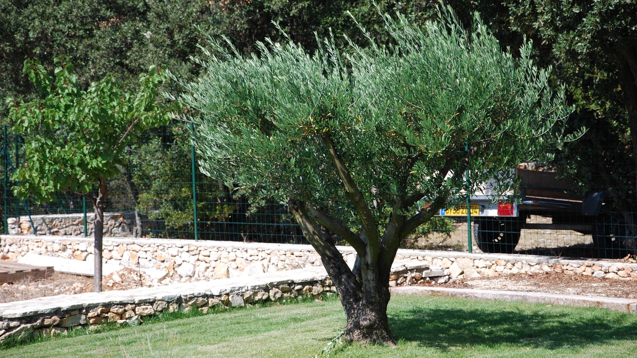 Photo of Outdoor in Argelliers