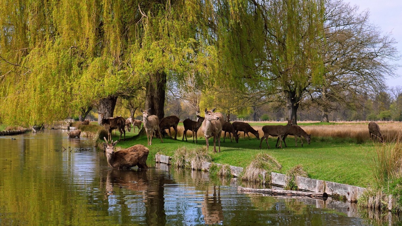 Photo of Others in Hampton Wick