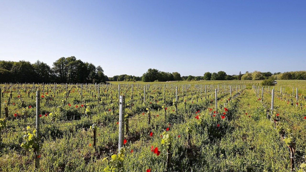 Photo of Others in Listrac-Medoc