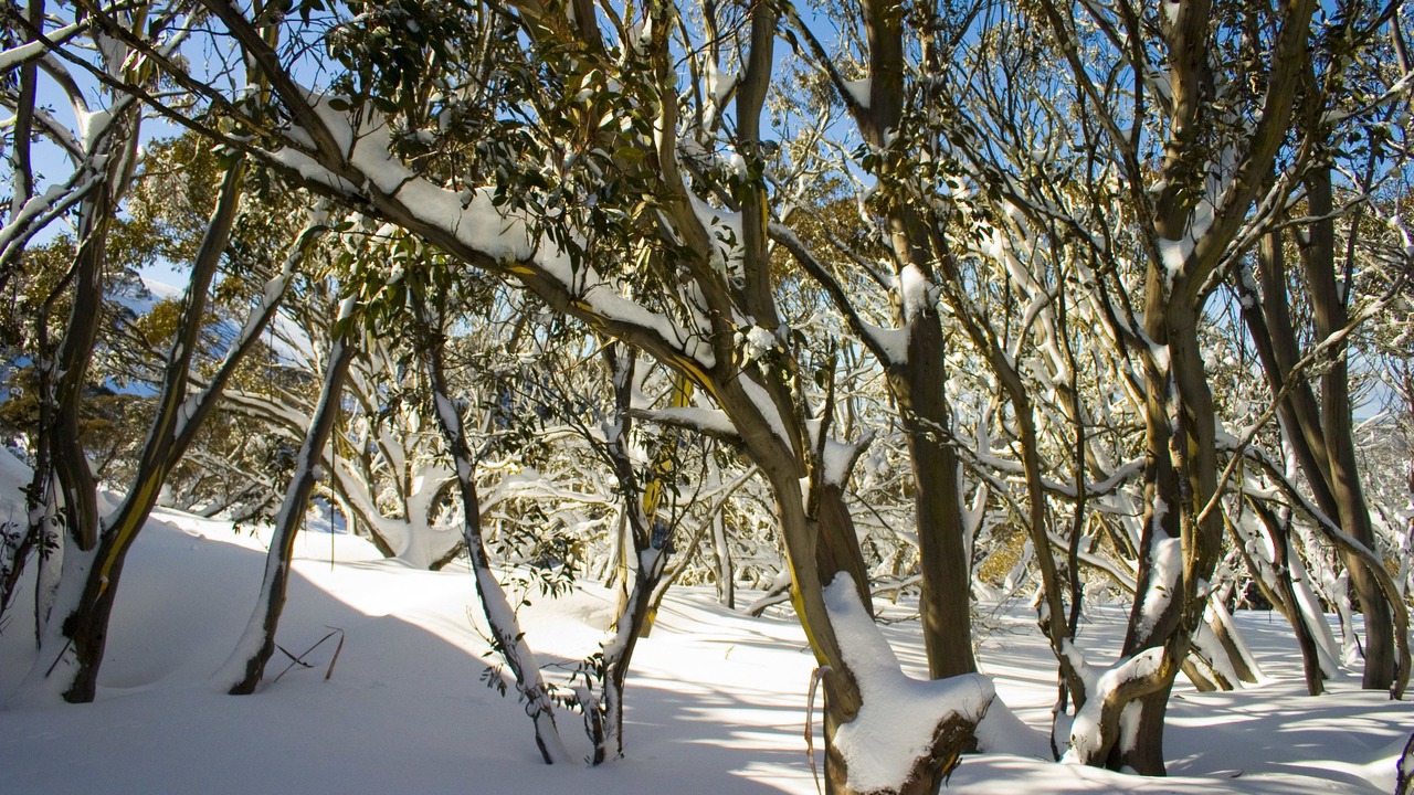Photo of Others in Hotham Heights