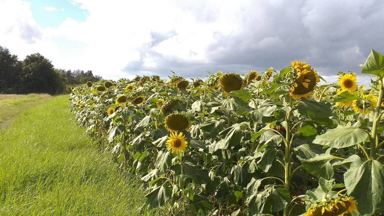 Photo of Outdoor in Grimault