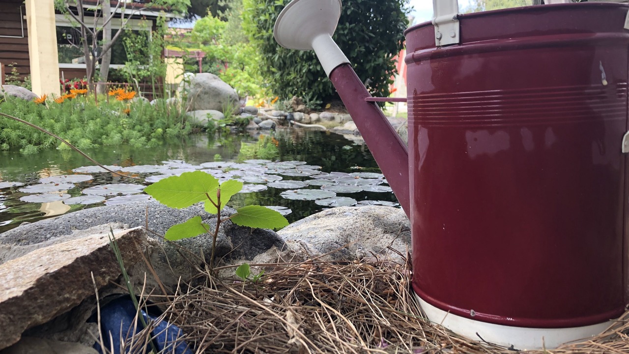 Photo of Outdoor in Calvi