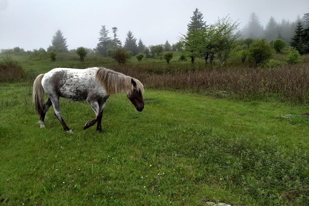 Photo of Outdoor in Mouth of Wilson