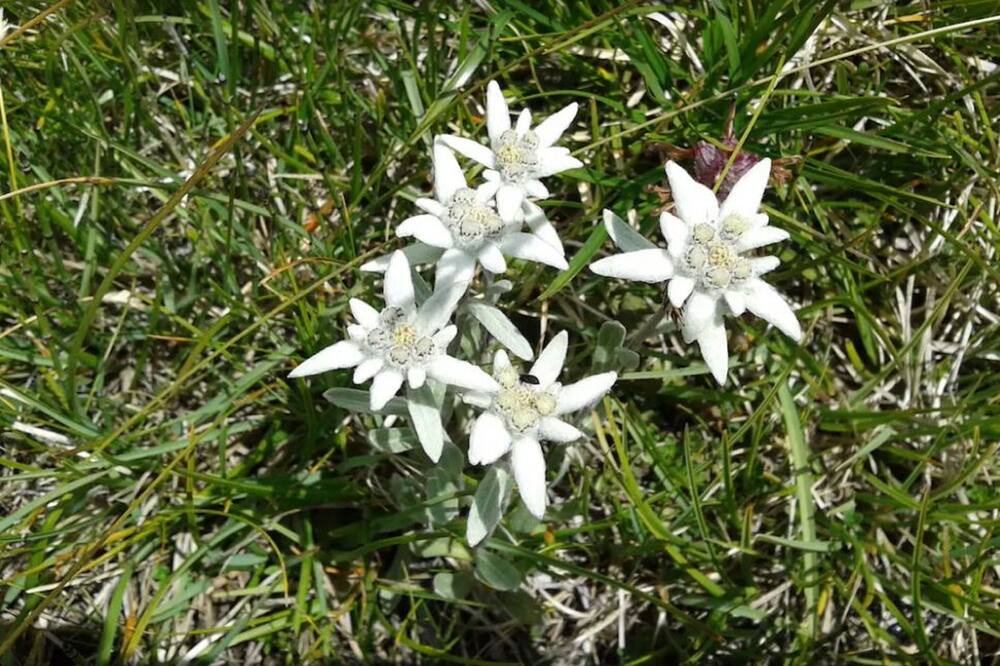 Photo of Others in Sainte-Helene-sur-Isere