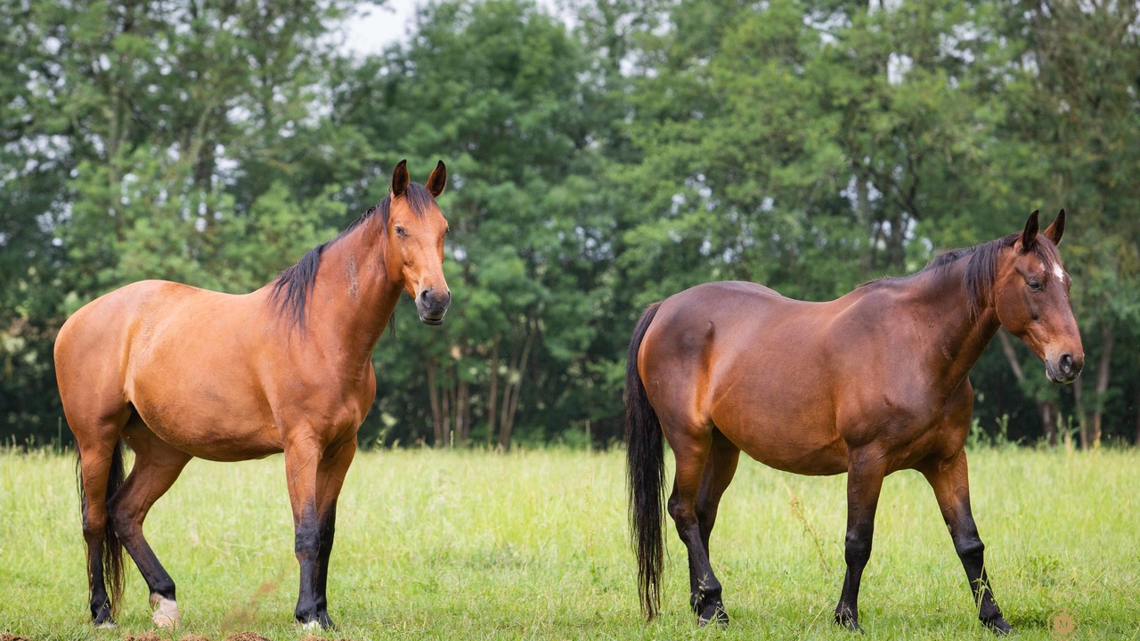 Photo of Others in Mosnac