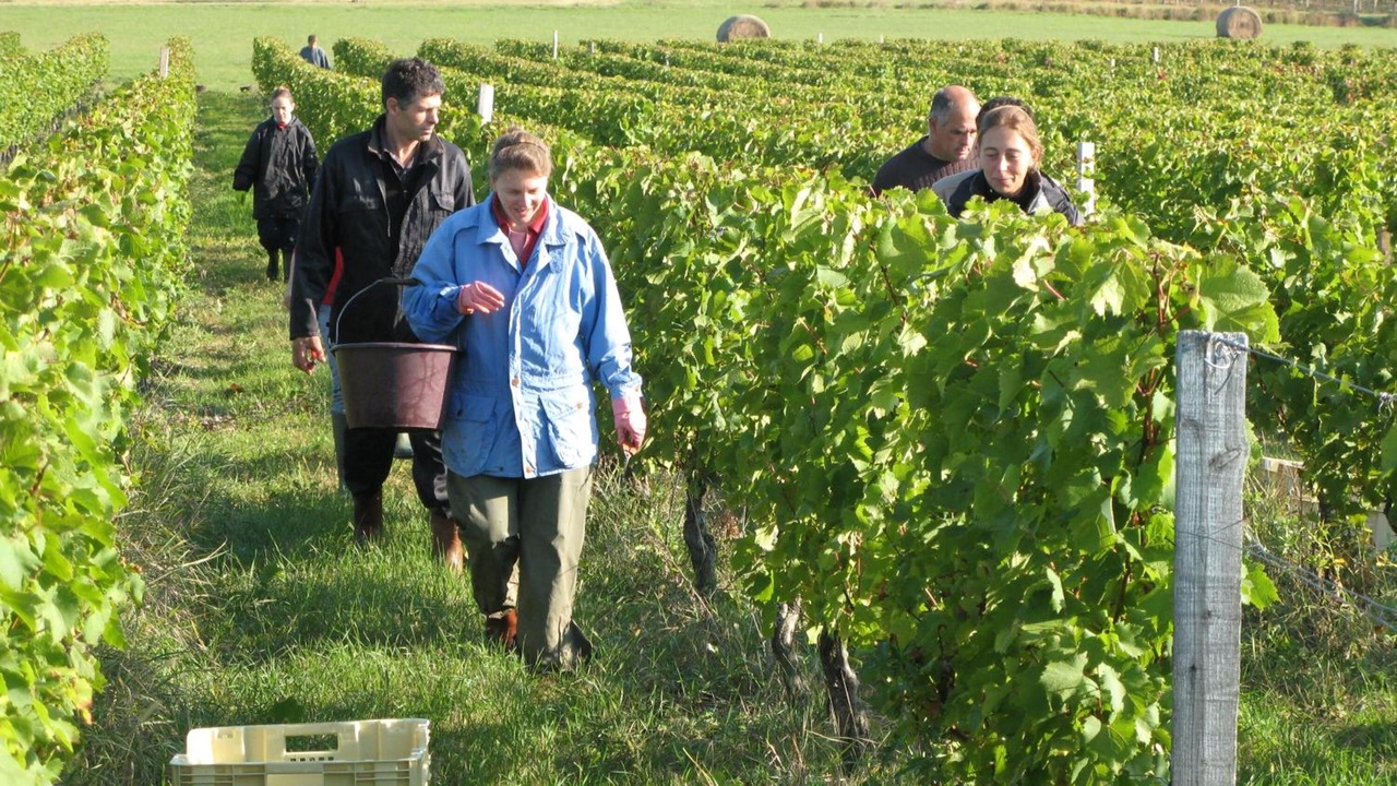 Photo of Outdoor in Puisseguin