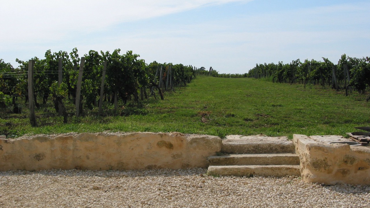 Photo of Others in Puisseguin