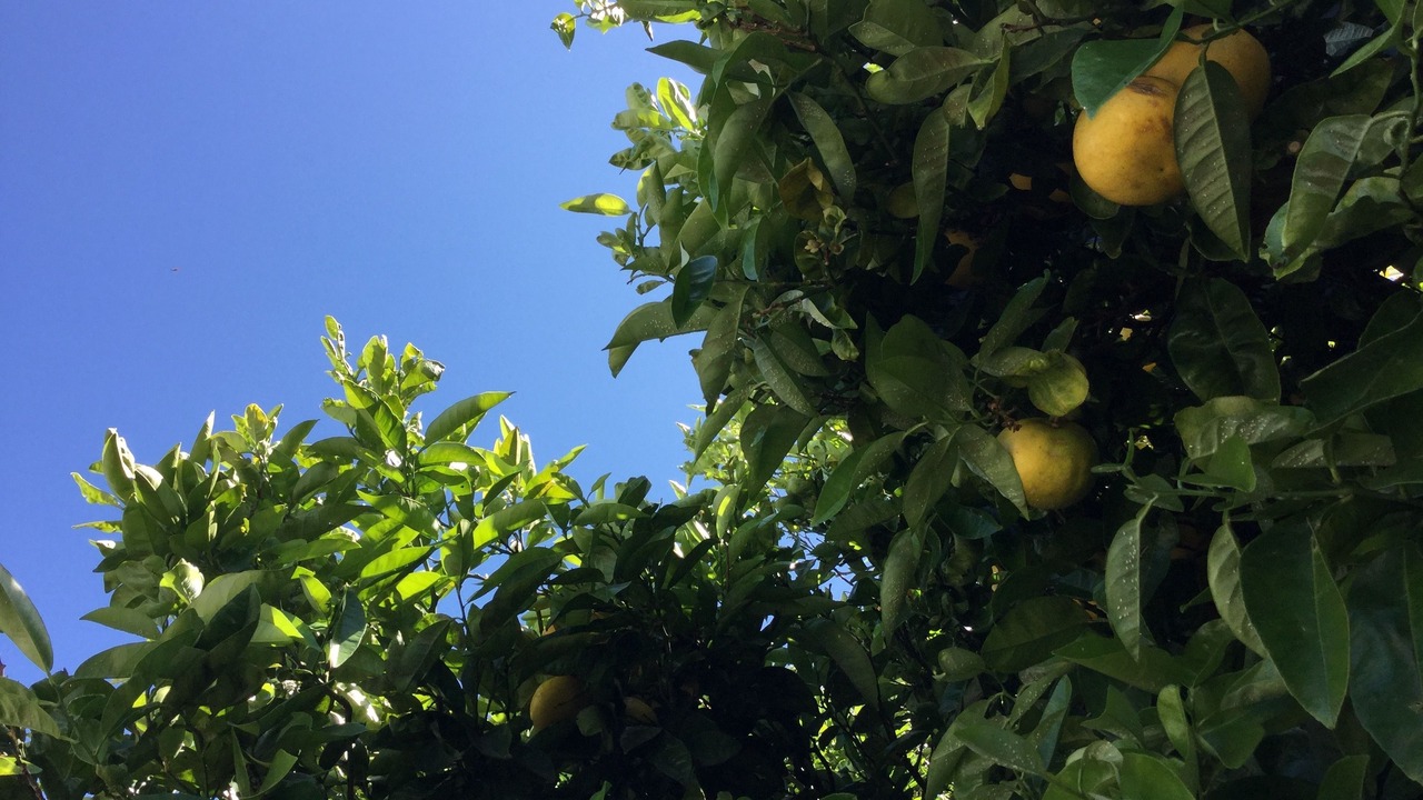 Photo of Outdoor in Martinborough