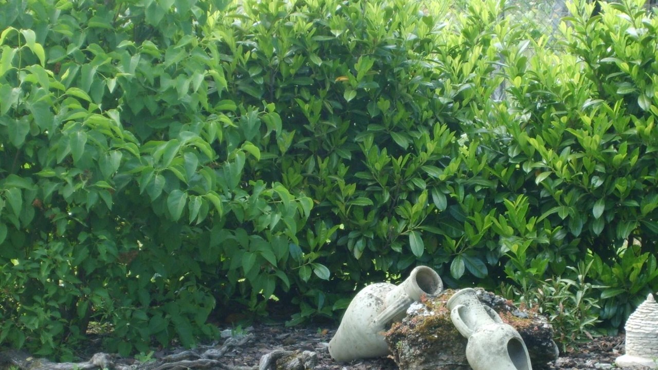 Photo of Outdoor in Saint-Laurent-des-Vignes