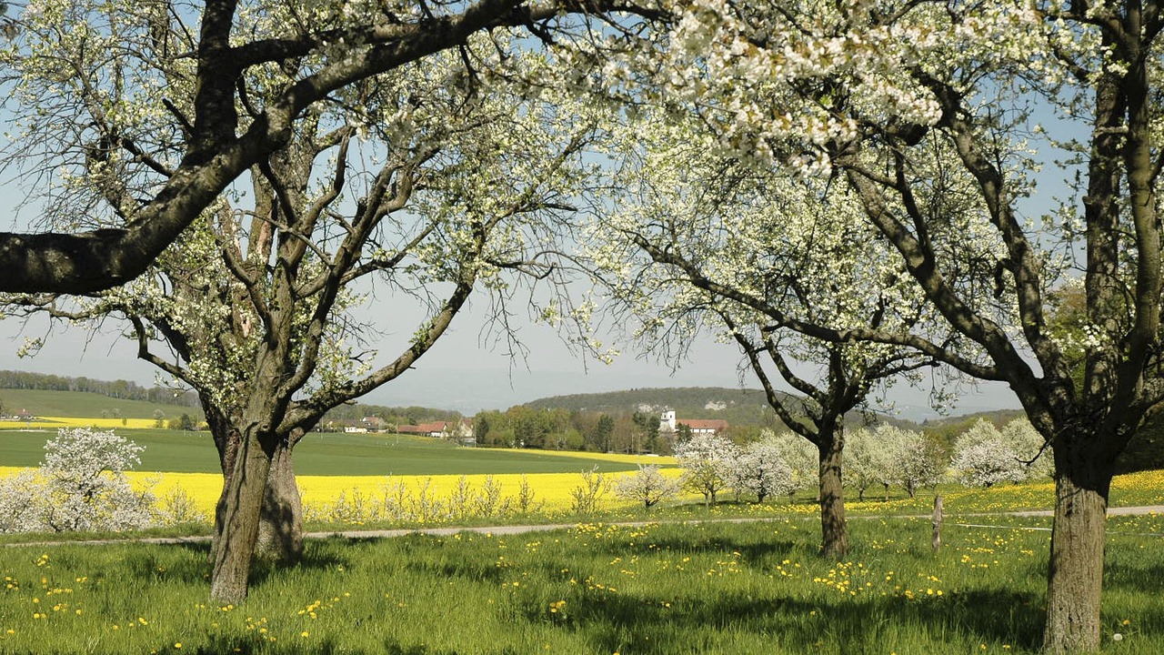 Photo of Outdoor in Metzerlen
