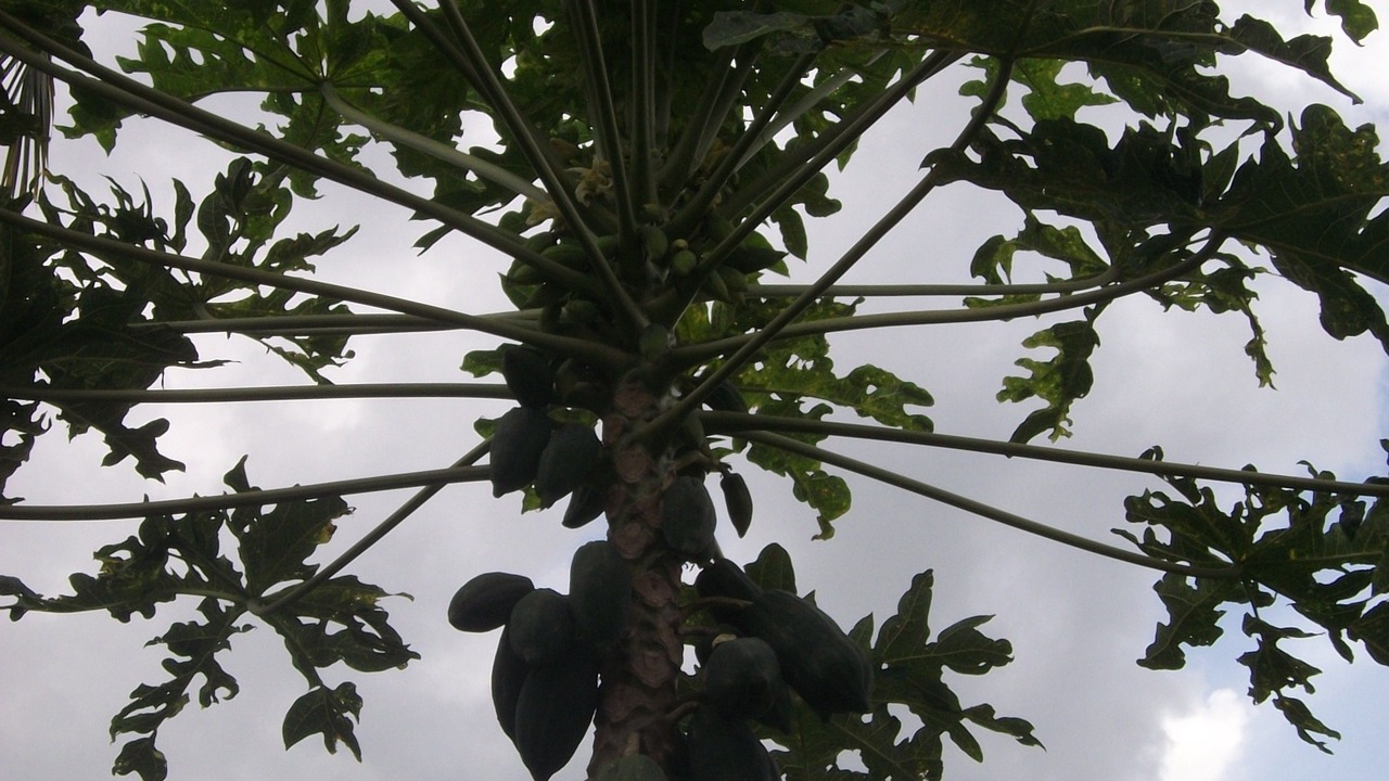 Photo of Outdoor in Senggigi