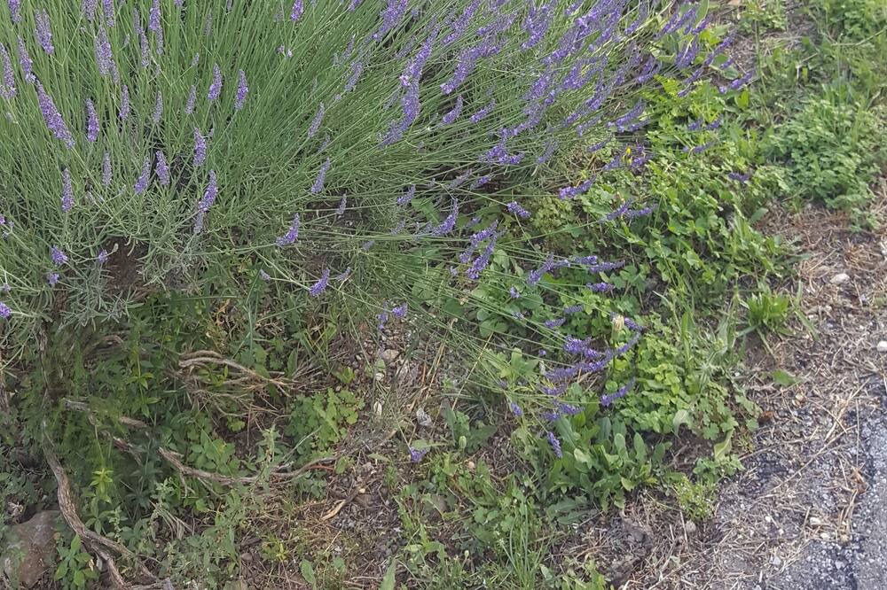 Photo of Outdoor in Rousson