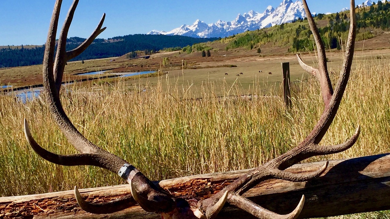 Photo of Outdoor in Moran