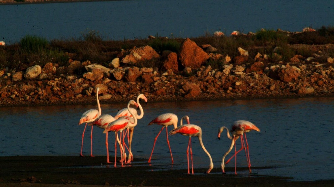 Photo of Outdoor in L'Eucaliptus