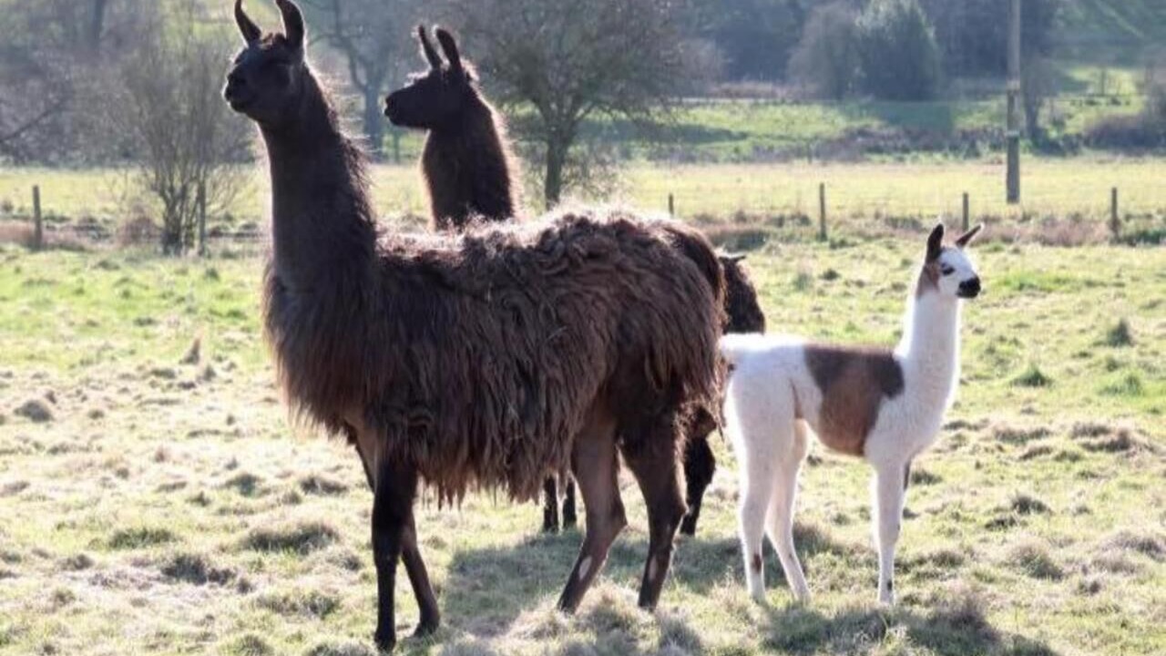 Photo of Outdoor in Amerton