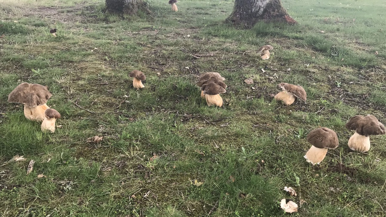 Photo of Outdoor in Saint-Junien