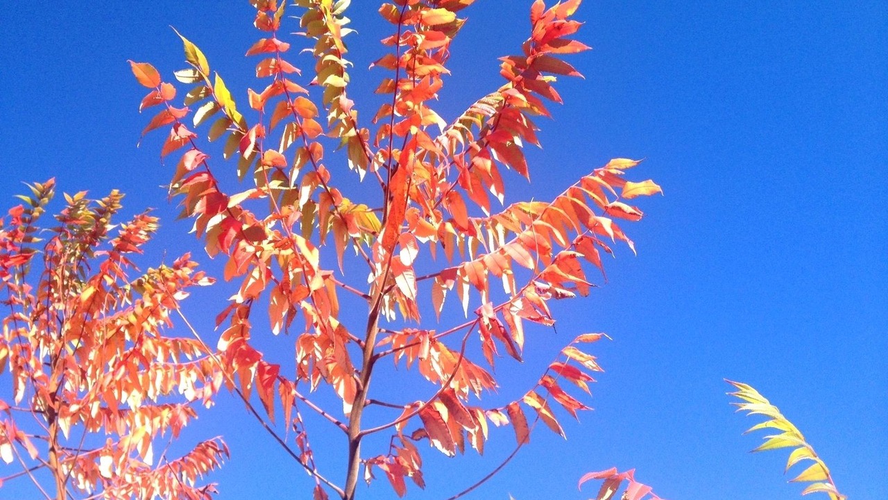 Photo of Outdoor in Rieupeyroux