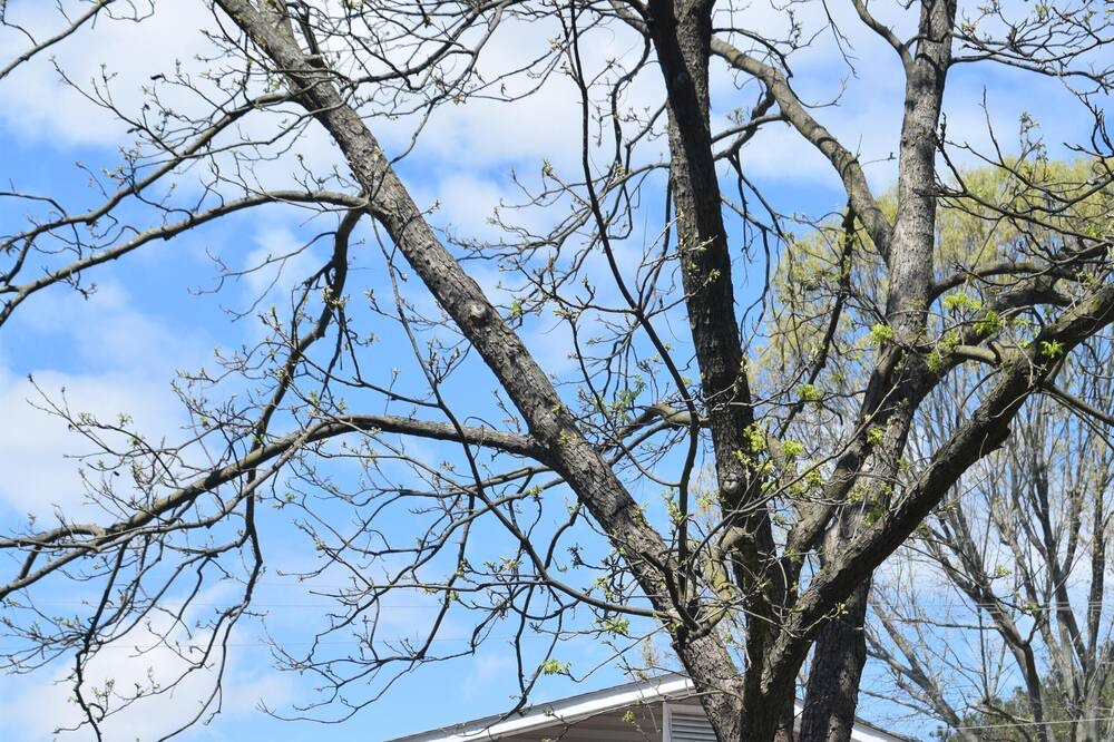 Photo of Outdoor in Norwood