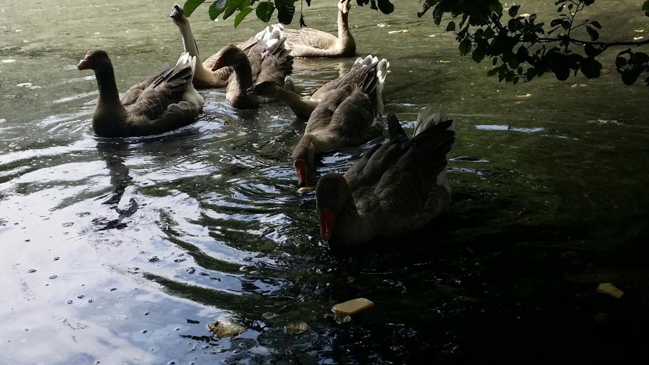 Photo of Outdoor in La Boissiere-des-Landes