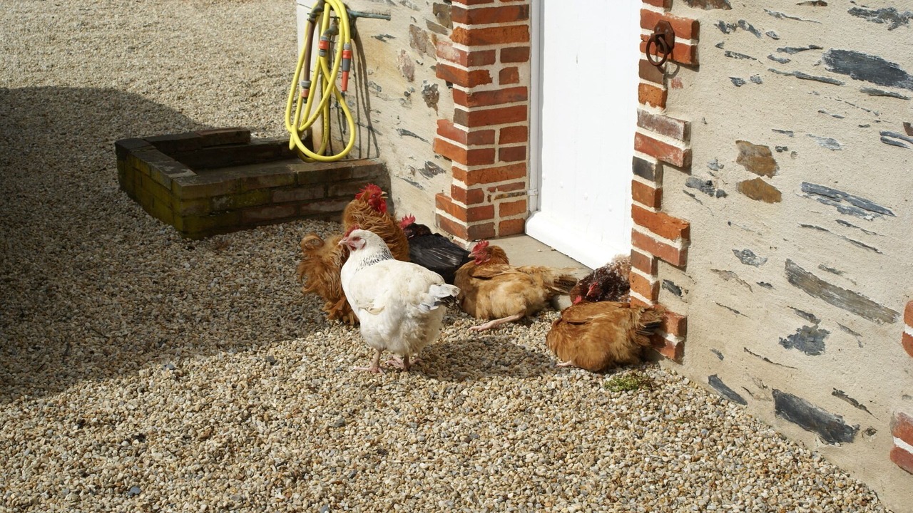 Photo of Others in Cande