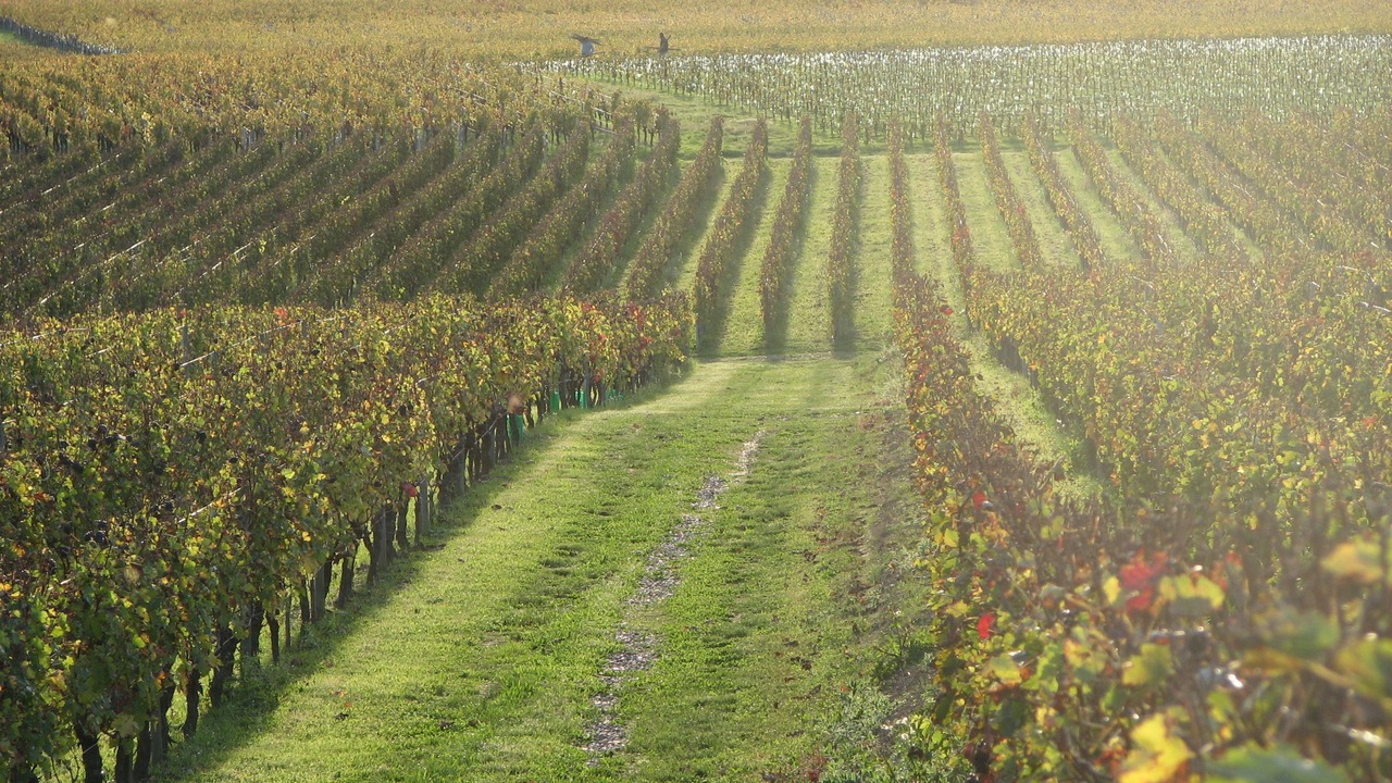 Photo of Outdoor in Saint-Michel-de-Fronsac
