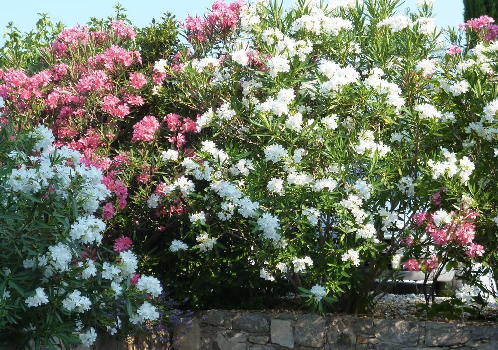 Photo of Outdoor in Tourrettes