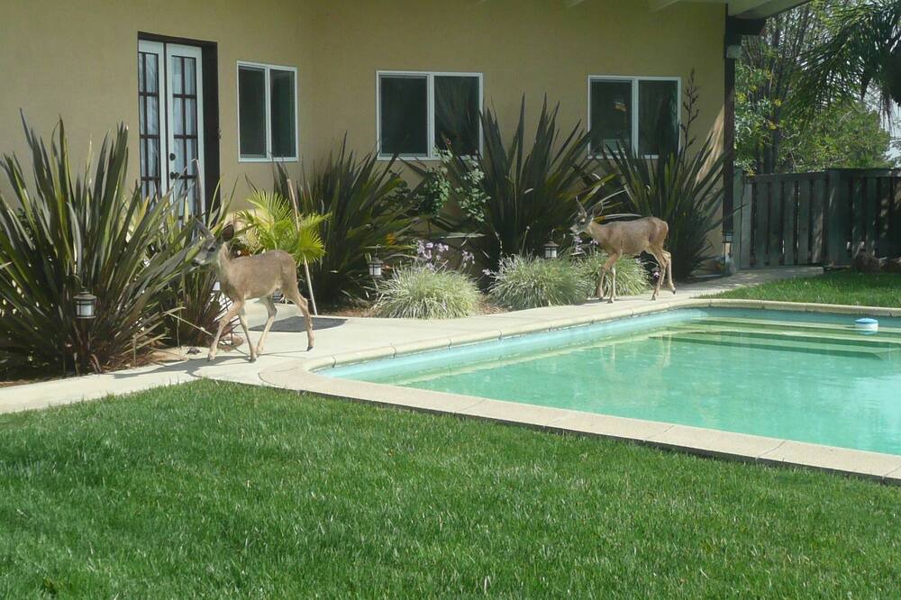 Photo of Others in Altadena