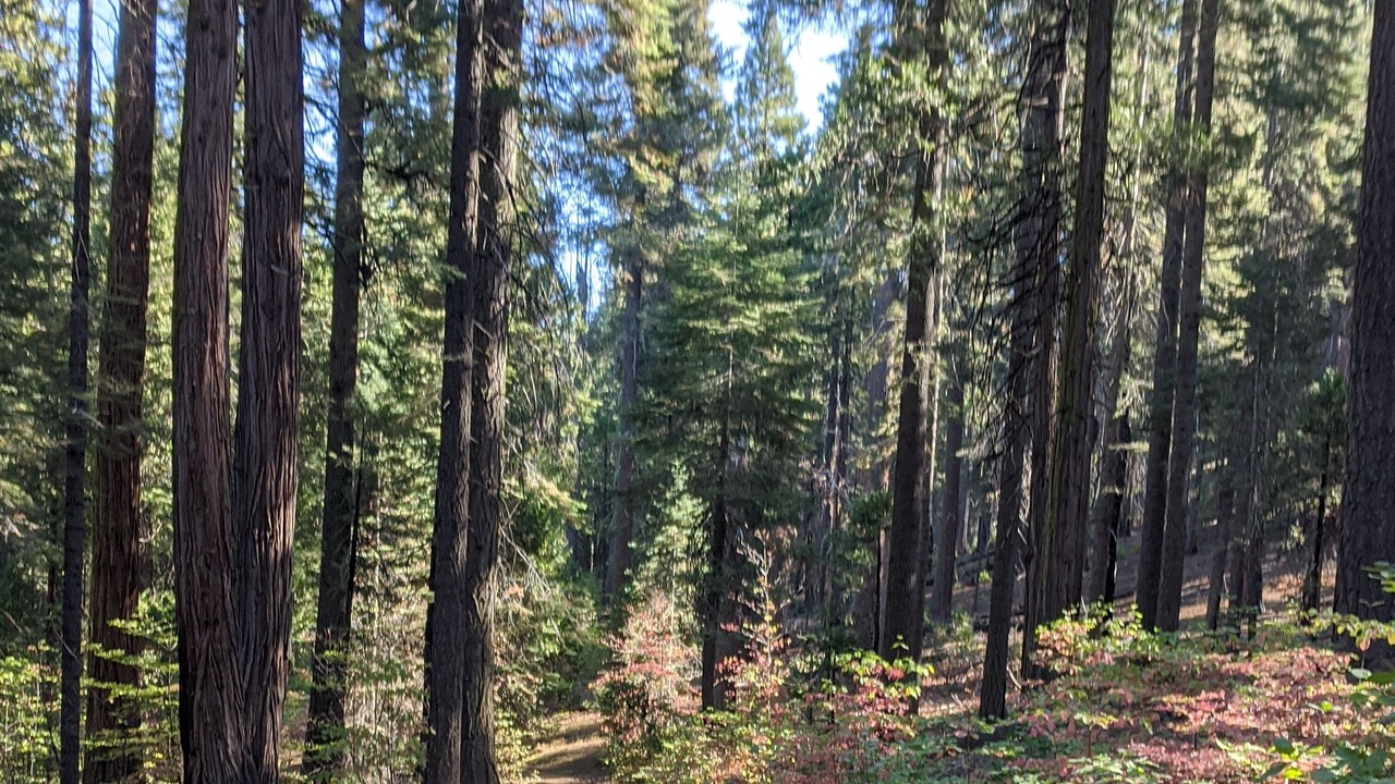 Photo of Outdoor in Arnold