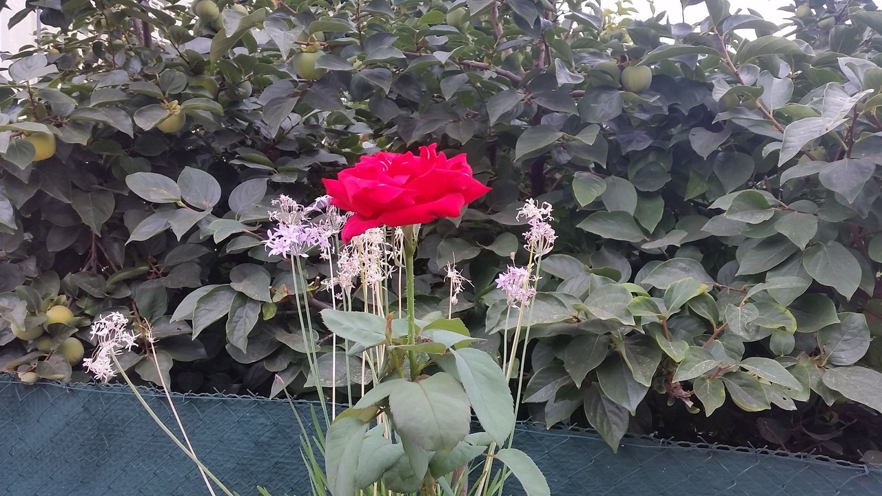 Photo of Outdoor in Carnot