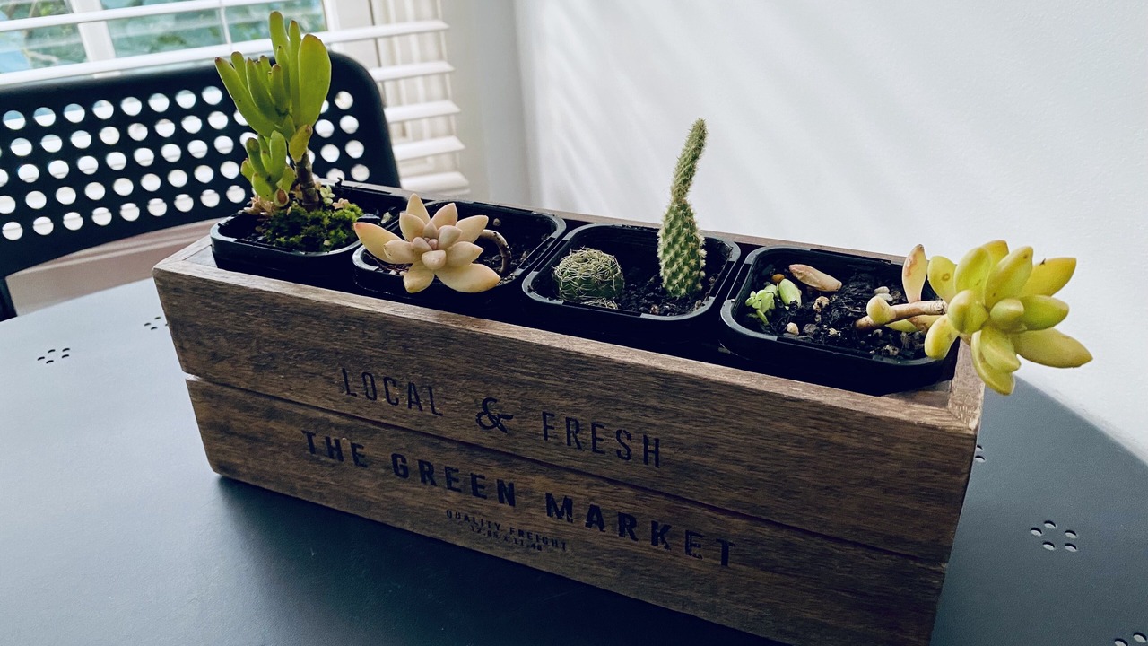 Photo of Outdoor in East Maitland