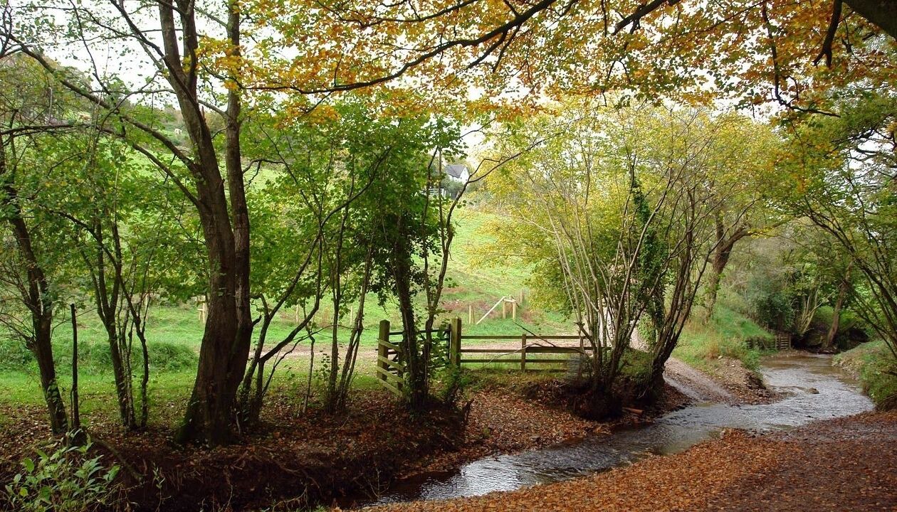 Photo of Others in Colyton