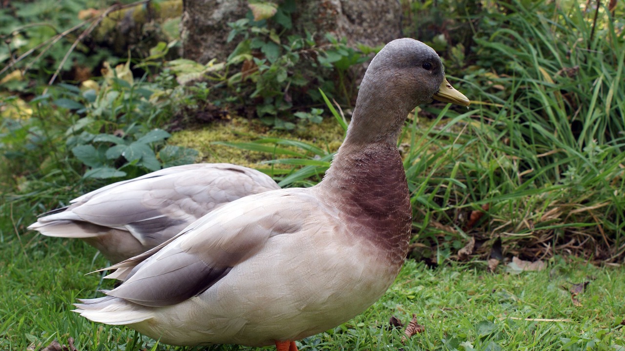 Photo of Others in Lydford