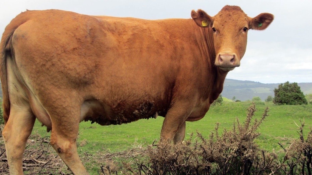 Photo of Others in Michelcombe