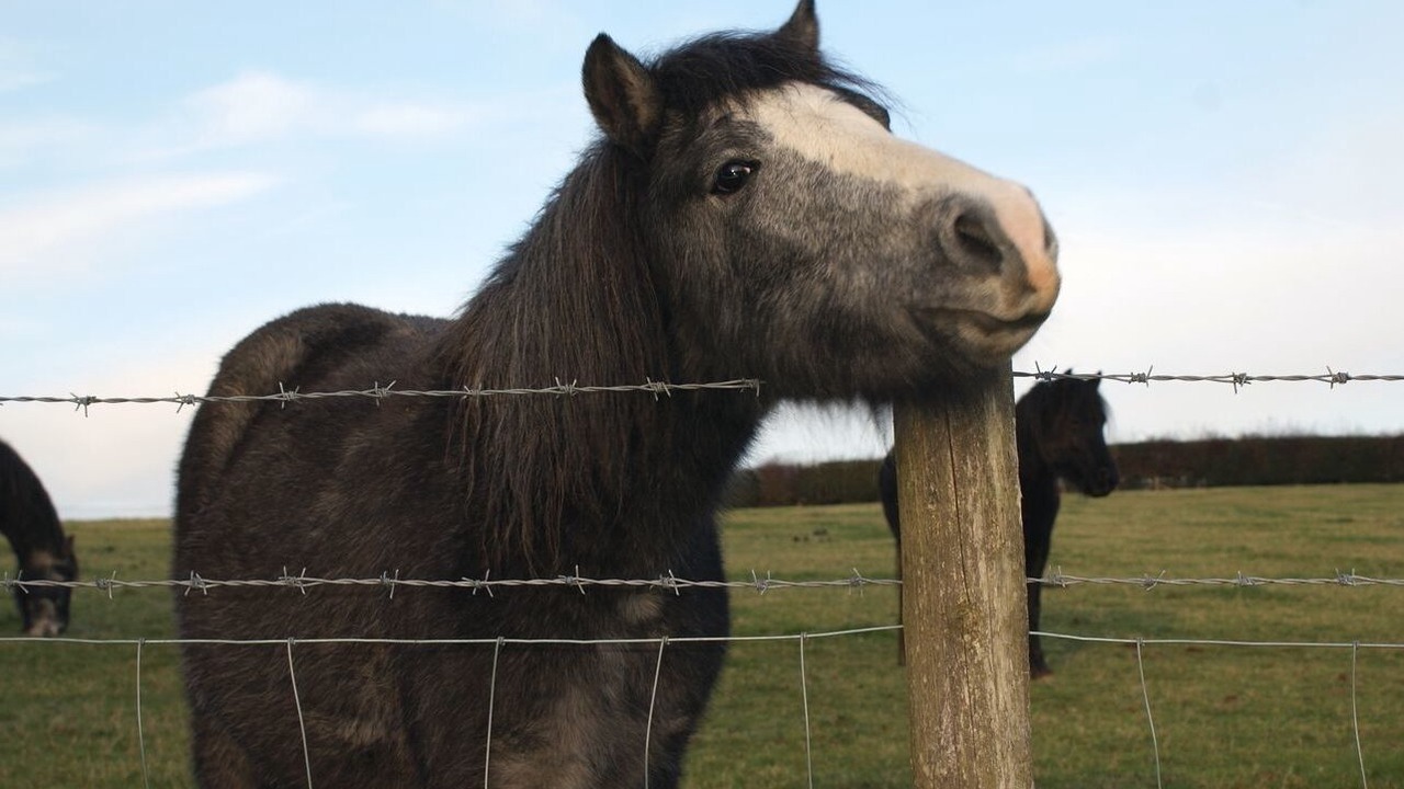 Photo of Others in Michelcombe